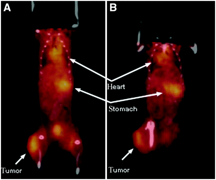 FIGURE 5. 