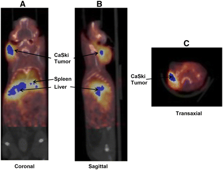 FIGURE 5. 