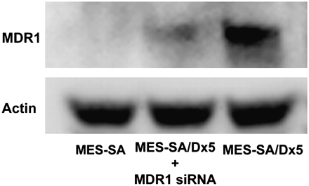 FIGURE 5. 