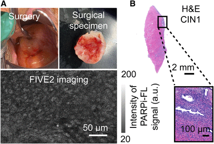 FIGURE 5.