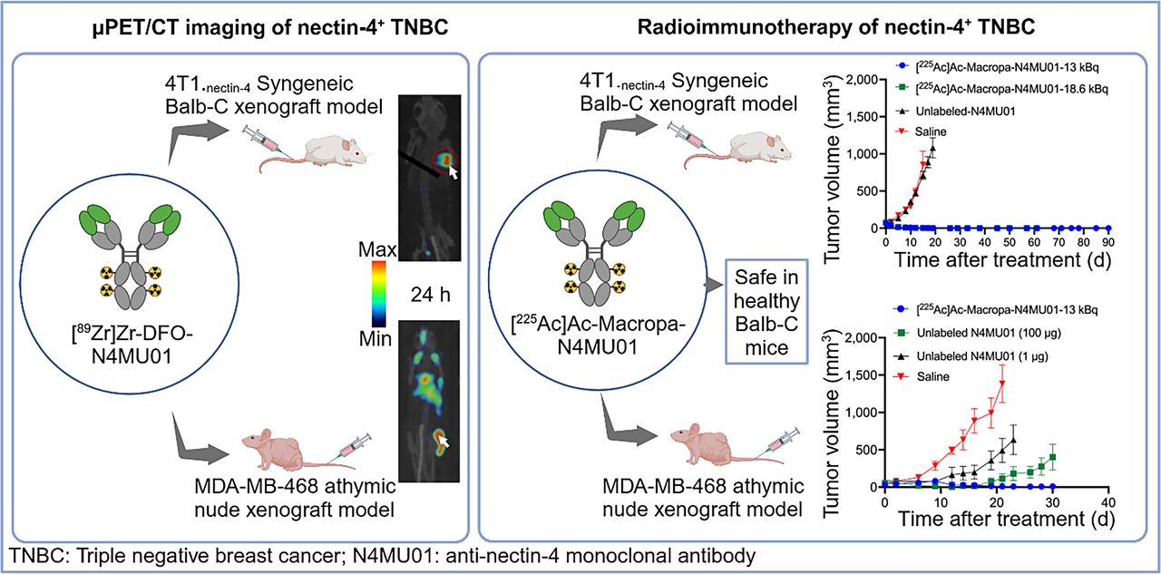 225Ac/89Zr-Labeled N4MU01 Radioimmunoconjugates as