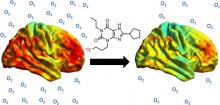 Effect of Acute Hypoxia Exposure on the Availability of A<sub>1</sub> Adenosine Receptors and Perfusion in the Human Brain