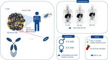 Phase I Study of [<sup>68</sup>Ga]Ga-Anti-CD206-sdAb for PET/CT Assessment of Protumorigenic Macrophage Presence in Solid Tumors (MMR Phase I)