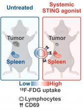 <sup>18</sup>F-FDG PET Visualizes Systemic STING Agonist-Induced Lymphocyte Activation in Preclinical Models