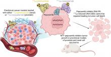DNA-Dependent Protein Kinase Inhibitor Peposertib Enhances Efficacy of <sup>177</sup>Lu-Based Radioimmunotherapy in Preclinical Models of Prostate and Renal Cell Carcinoma