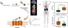 <sup>68</sup>Ga-NC-BCH Whole-Body PET Imaging Rapidly Targets Claudin18.2 in Lesions in Gastrointestinal Cancer Patients