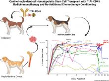 <sup>211</sup>At-Labeled Anti-CD45 Antibody as a Nonmyeloablative Conditioning for Canine DLA-Haploidentical Stem Cell Transplantation