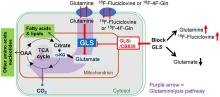 <sup>18</sup>F-Fluciclovine PET Imaging of Glutaminase Inhibition in Breast Cancer Models