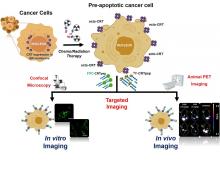 Imaging Calreticulin for Early Detection of Immunogenic Cell Death During Anticancer Treatment