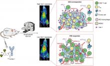 Noninvasively Deciphering the Immunosuppressive Tumor Microenvironment Using Galectin-1 PET to Inform Immunotherapy Responses