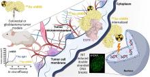 Radiolabeling and Preclinical Evaluation of Therapeutic Efficacy of <sup>225</sup>Ac-ch806 in Glioblastoma and Colorectal Cancer Xenograft Models