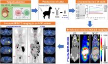 CD70-Targeted Immuno-PET/CT Imaging of Clear Cell Renal Cell Carcinoma: A Translational Study