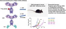 Improved Tumor Responses with Sequential Targeted α-Particles Followed by Interleukin 2 Immunocytokine Therapies in Treatment of CEA-Positive Breast and Colon Tumors in CEA Transgenic Mice