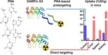 Designed Ankyrin Repeat Protein–Mediated Peptide Nucleic Acid–Based Pretargeting: A Proof-of-Principle Study