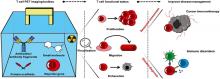 Visualizing T-Cell Responses: The T-Cell PET Imaging Toolbox